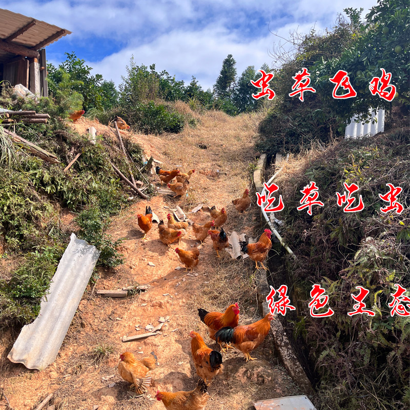 【顺丰德邦包邮赣南脐橙】买5斤送5斤当季水果新鲜采摘手剥的甜橙,淘宝优惠券,粉丝福利购,淘宝优惠卷