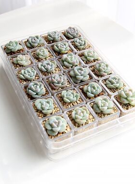 多肉植物颗粒培组合套装透明方盒