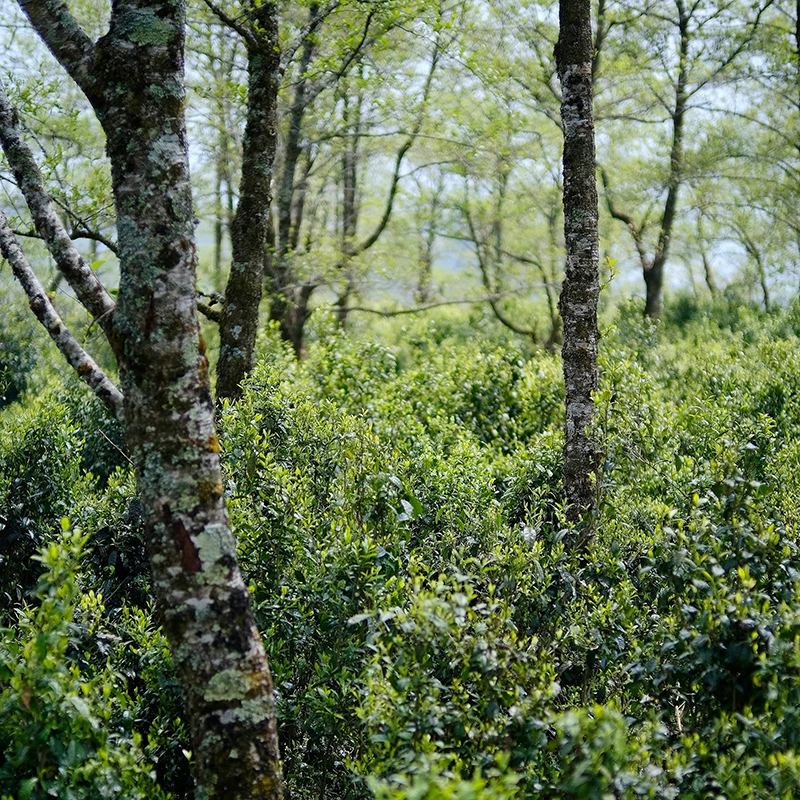 [渺渺杂货店] 凤庆古树红茶 - 图2