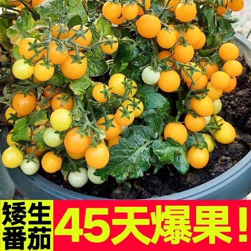 爆满盆红黄黑矮生盆栽小番茄苗秧圣女果樱桃小西红柿种子阳台庭院 - 图1