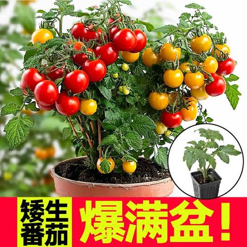 爆满盆红黄黑矮生盆栽小番茄苗秧圣女果樱桃小西红柿种子阳台庭院 - 图2