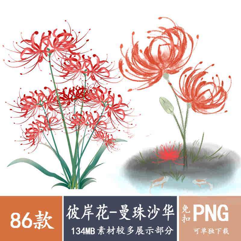 彼岸花素材 新人首单立减十元 22年6月 淘宝海外