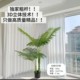 Simulated plant sibirica, phoenix phoenix, simulated potted plant