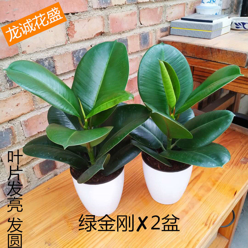 绿金刚黑金刚花叶橡皮树大叶盆栽绿植室内净化空气吸甲醛龙诚花盛 龙诚花盛厂家直销 淘优券