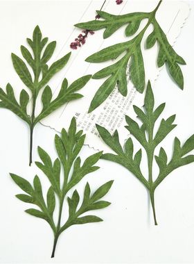 植物标本植物标本干花