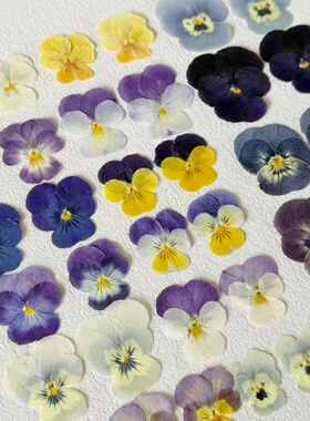 角堇 三色堇 干花压花材料包蛋糕甜品装饰滴胶手工花瓣妆节日手工