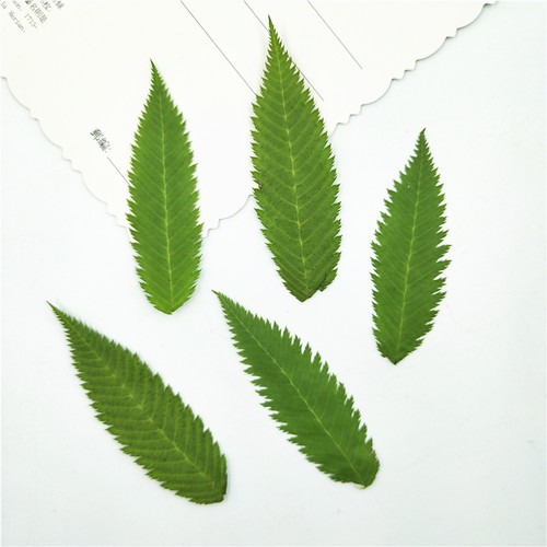雪柳叶 真树叶植物标本幼儿园亲子手工diy干花压花押花贴脸装饰 - 图0
