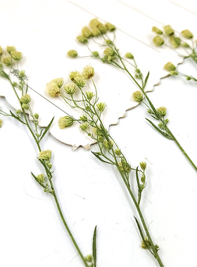 蓬草枝叶贴脸植物标本干花