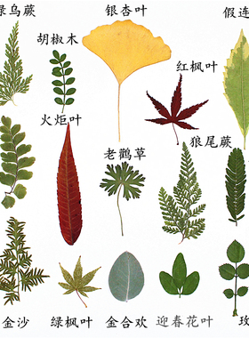 叶片合集学生手工相框植物标本