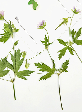 植物标本植物标本干花