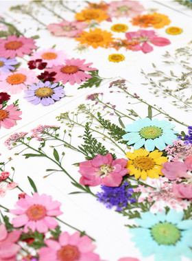 压花干花押花材料包粘贴画真树叶