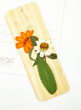 雪柳树叶植物标本幼儿园亲子diy