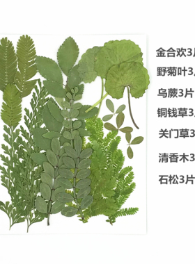 干花树叶压花手工材料植物标本