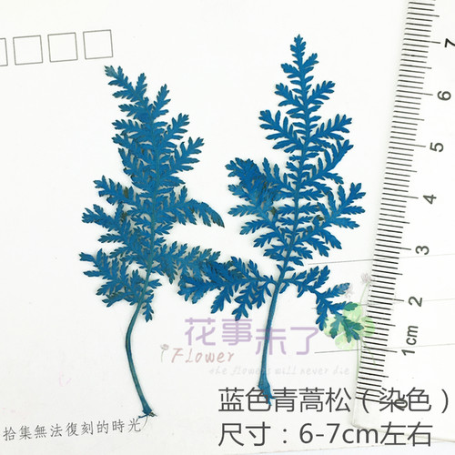 青蒿松 蒿叶染色 干花押花滴胶手机壳材料 diy植物教学标本12片装 - 图0