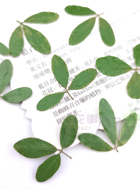 天然干花植物标本树叶