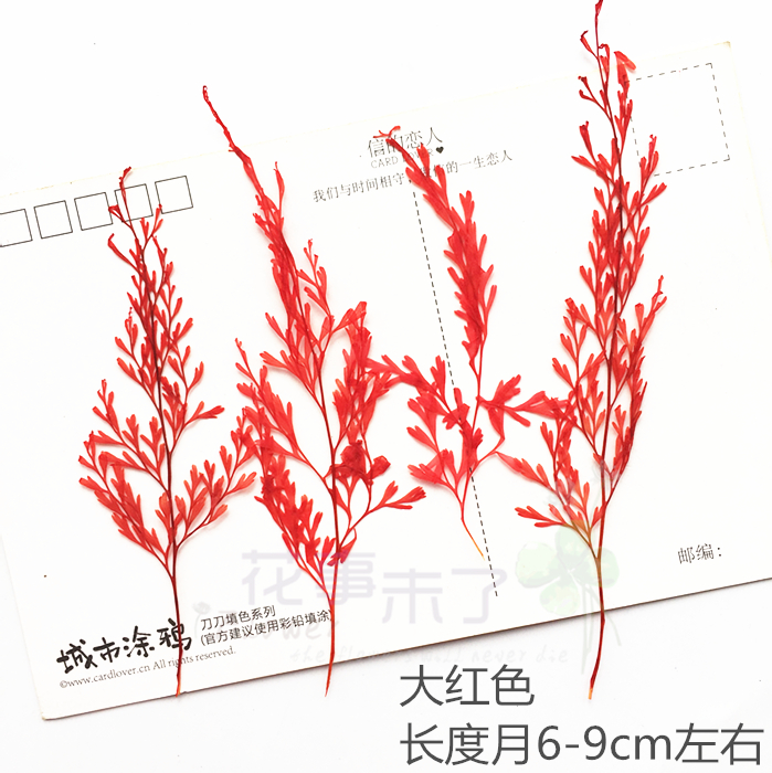 短头绿乌蕨天然滴胶押花压花干花手机壳diy植物教学标本12朵装-图0