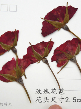 带枝侧压玫瑰植物标本diy