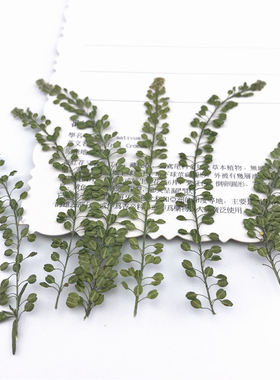植物标本植物标本树叶