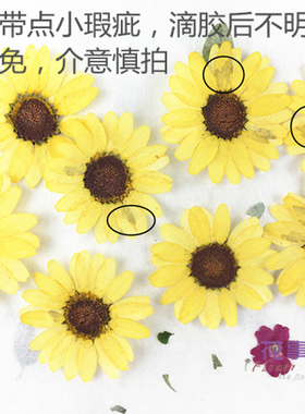 天然干花天然干花树叶