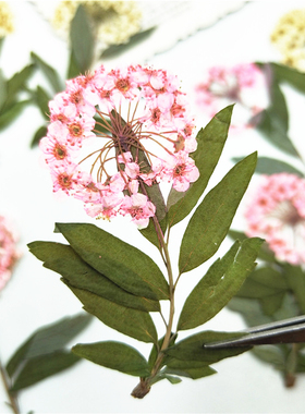 带枝水仙真花儿童手工书签