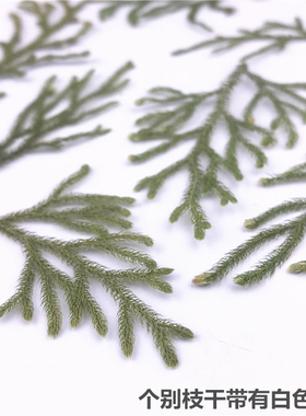 植物标本植物标本树叶