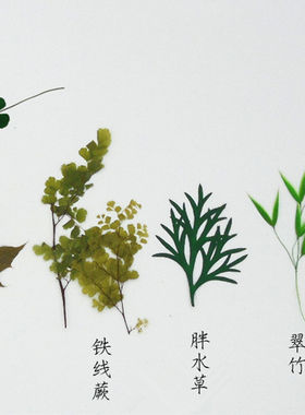 合集押花材料滴胶银杏叶植物标本
