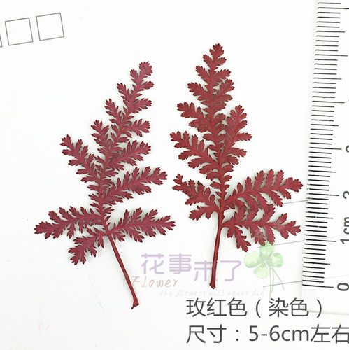 青蒿松 蒿叶染色 干花押花滴胶手机壳材料 diy植物教学标本12片装 - 图1