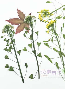 植物标本干花材料压花