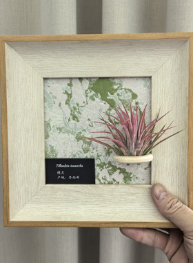 5寸磁吸画框植物diy现代装饰画