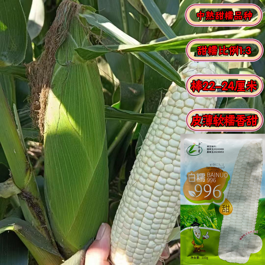 白糯996甜糯玉米种子高产绿皮大棒甜糯比1:3糯玉米苞谷种皮薄香粘,淘宝优惠券,粉丝福利购,淘宝优惠卷