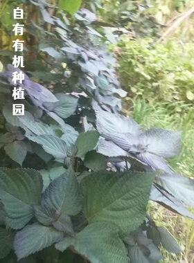 全能控油乳液舒缓修复清爽