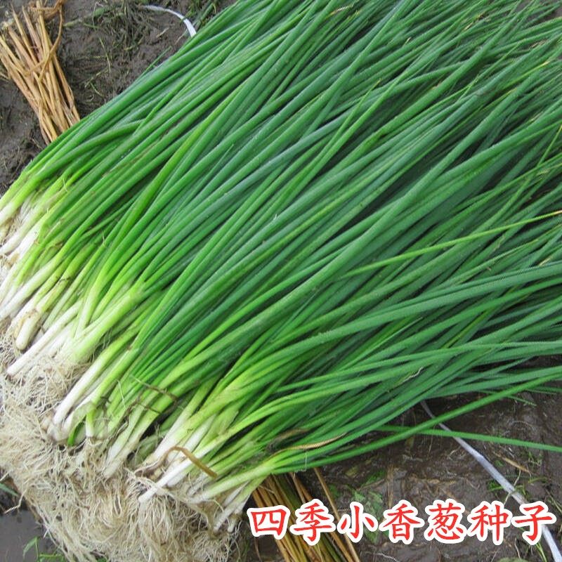 四季小香葱种子阳台室内花卉盆栽小葱香葱蔬菜种子四季可播种种籽_虎窝淘