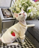 Крем - безволосочный сафакс, британские короткие домашние животные, кошки, теплый ягненка для дурака