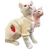 Крем - безволосочный сафакс, британские короткие домашние животные, кошки, теплый ягненка для дурака