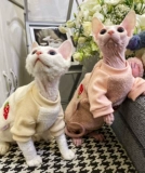 Крем - безволосочный сафакс, британские короткие домашние животные, кошки, теплый ягненка для дурака