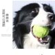 Dog toy ball self-sustaining tool