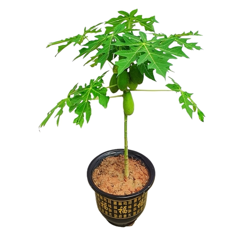四季红心木瓜苗矮化水果木瓜树苗四季结果南北方种植庭院果树苗 - 图3