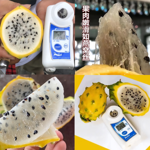 广西正宗燕窝火龙果嫁接苗四季结果黄皮火龙果苗阳台庭院盆栽果树 - 图0