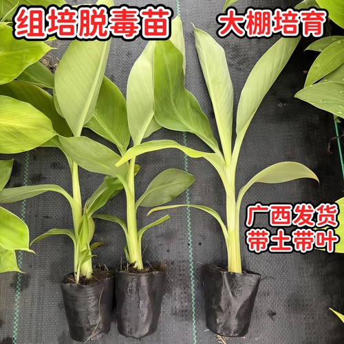 香蕉树苗耐寒中蕉9号香蕉树苗当年结果高产庭院盆栽矮化小苗常绿 - 图1