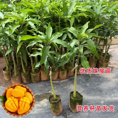 海南小台农芒果苗正宗嫁接芒果树苗当年结果阳台庭院盆栽芒果树苗 - 图0