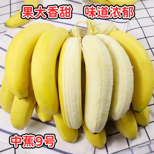 香蕉树苗耐寒中蕉9号香蕉树苗当年结果高产庭院盆栽矮化小苗常绿 - 图2