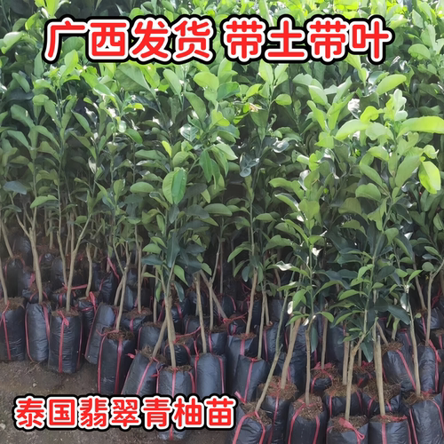 翡翠红心柚子苗嫁接四季青皮柚子树苗当年结果庭院盆栽带土带叶发 - 图1