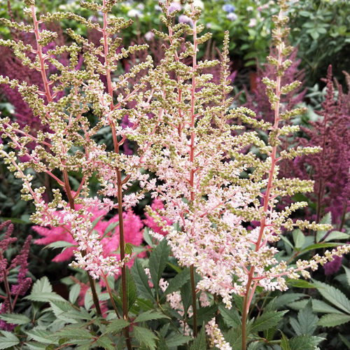 落新妇盆栽带花苞阳台庭院花园花苗多年生宿根耐寒花镜植物络新妇 - 图2