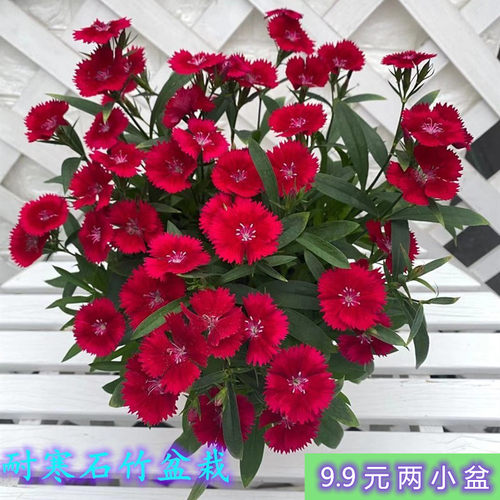 石竹花盆栽阳台庭院绿化五彩花卉四季耐寒花园花苗带花重瓣康乃馨 - 图2
