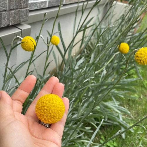 花镜植物澳洲鼓槌菊盆栽室外花园耐热耐寒多年生宿根花可切花植物 - 图1