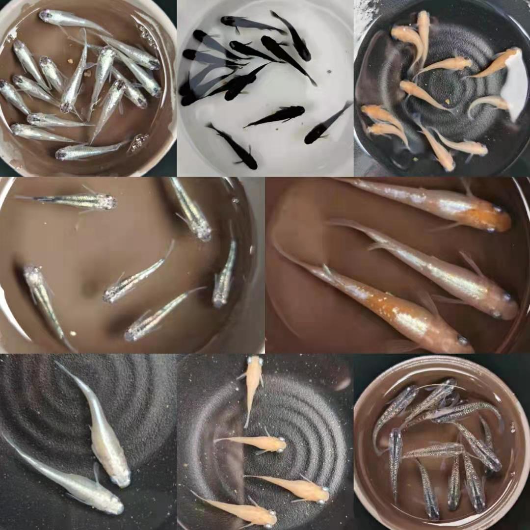 观背青鳉锦鳉卵苗小型冷水淡水观赏鱼魔法鱼不打氧孵化好养宠物 刀刀鱼铺 淘优券