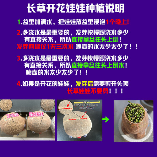 开花娃娃绿植种植花头草头娃娃头上长草植物儿童头发长花小盆栽 - 图2