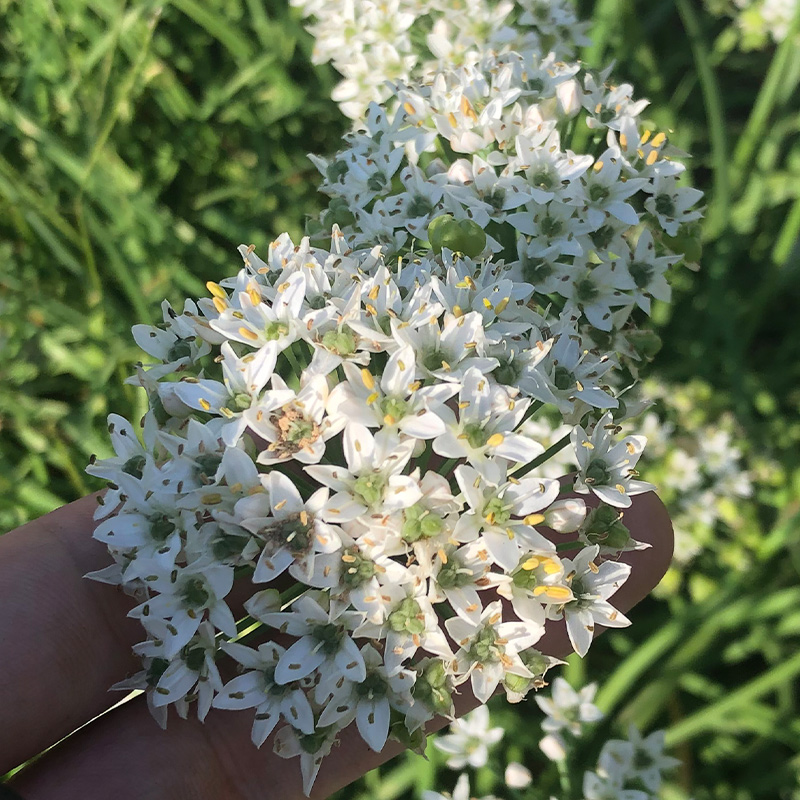 梦幻草原野生韭菜花酱火锅伴侣调料200g内蒙古特产新鲜涮羊肉蘸料