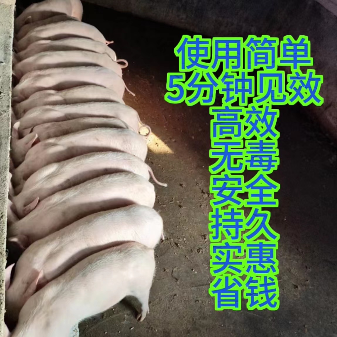 养殖场除臭剂兽用鸡舍猪场牛羊消毒液em菌除臭除氨气粪污水除异味 - 图1