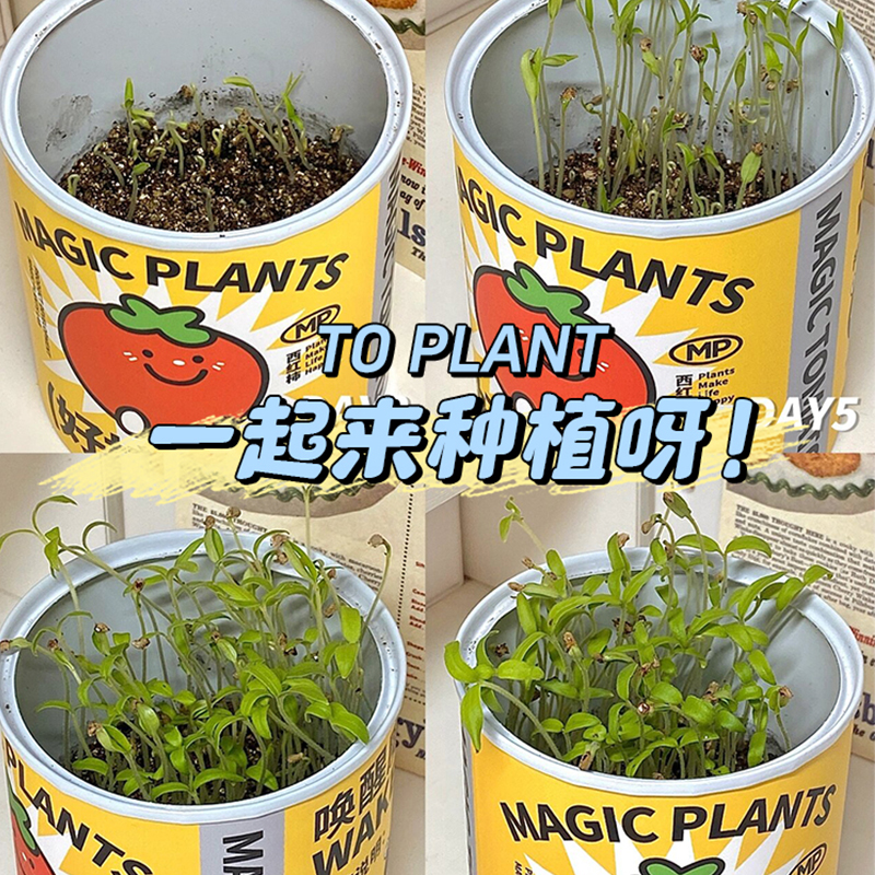 儿童种植小盆栽科学实验套装观察植物种子盲盒室内好养生长幼儿园 - 图2